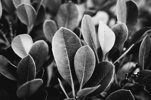 Grayscale Photo of Leaves