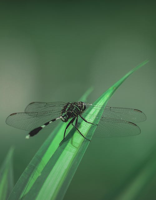ฟรี คลังภาพถ่ายฟรี ของ การถ่ายภาพแมลง, แมลง, แมลงปอ คลังภาพถ่าย