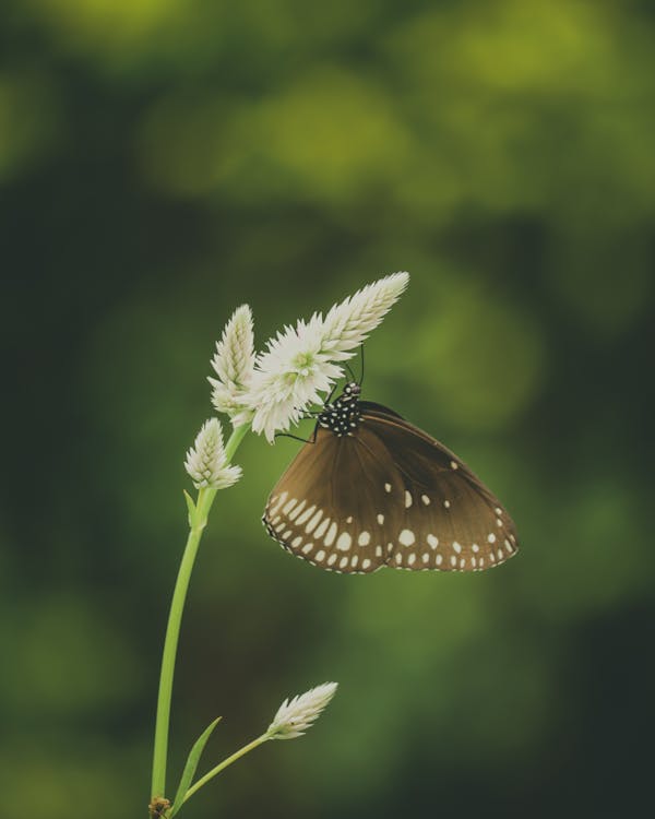 Free A Butterfly on a Flower Stock Photo