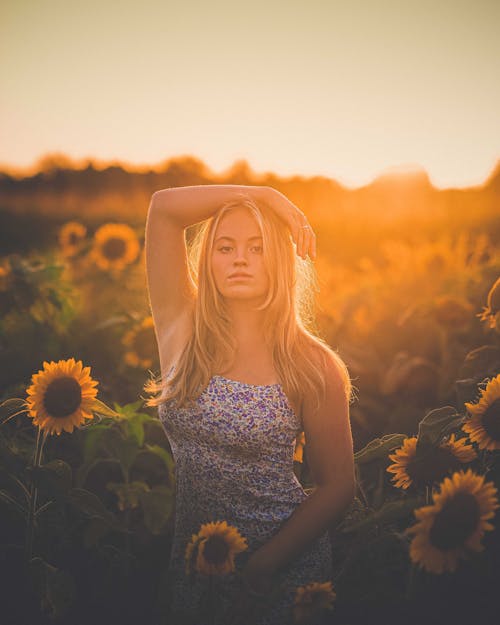 Free Blonde Woman Standing in Field of Sunflowers at Sunset Stock Photo