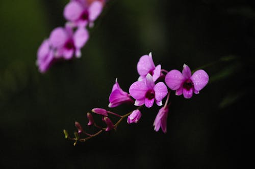 Gratis arkivbilde med blomster, blomsterblad, blomstre