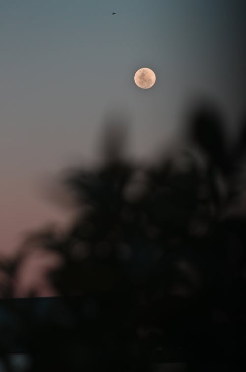 구정, 달 배경의 무료 스톡 사진