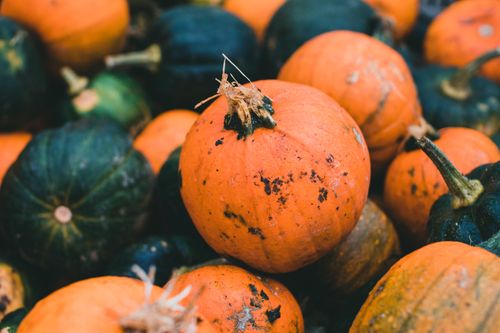 Free Close-up of vibrant orange pumpkins and green gourds in outdoor market setting, capturing fall essence. Stock Photo