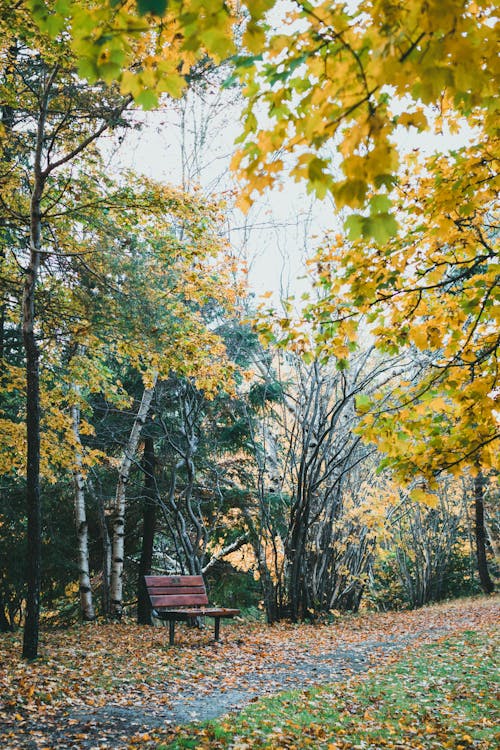 бесплатная Бесплатное стоковое фото с деревья, деревянная скамейка, живописный Стоковое фото
