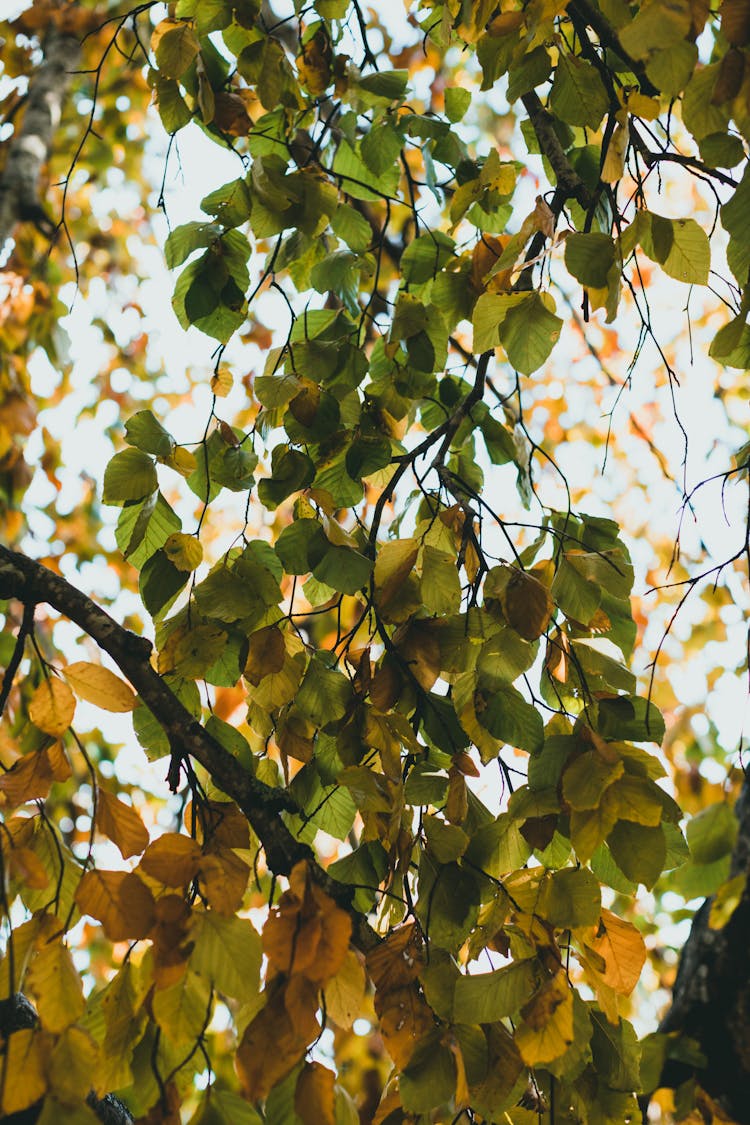 Close Up Of Colorful Leaves