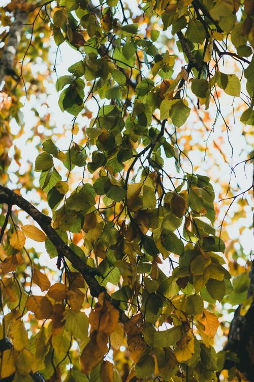 Free Vibrant autumn foliage showcasing green and golden leaves on tree branches. Stock Photo