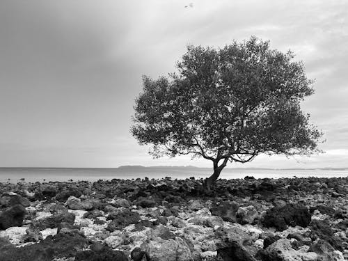 Free stock photo of beach, black and white, mood