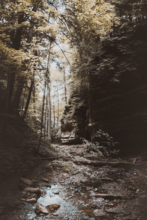 Kostenloses Stock Foto zu bäume, felsen, landschaft