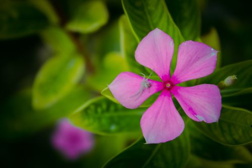 Free stock photo of beautiful background, flowers, gradient wallpaper Stock Photo