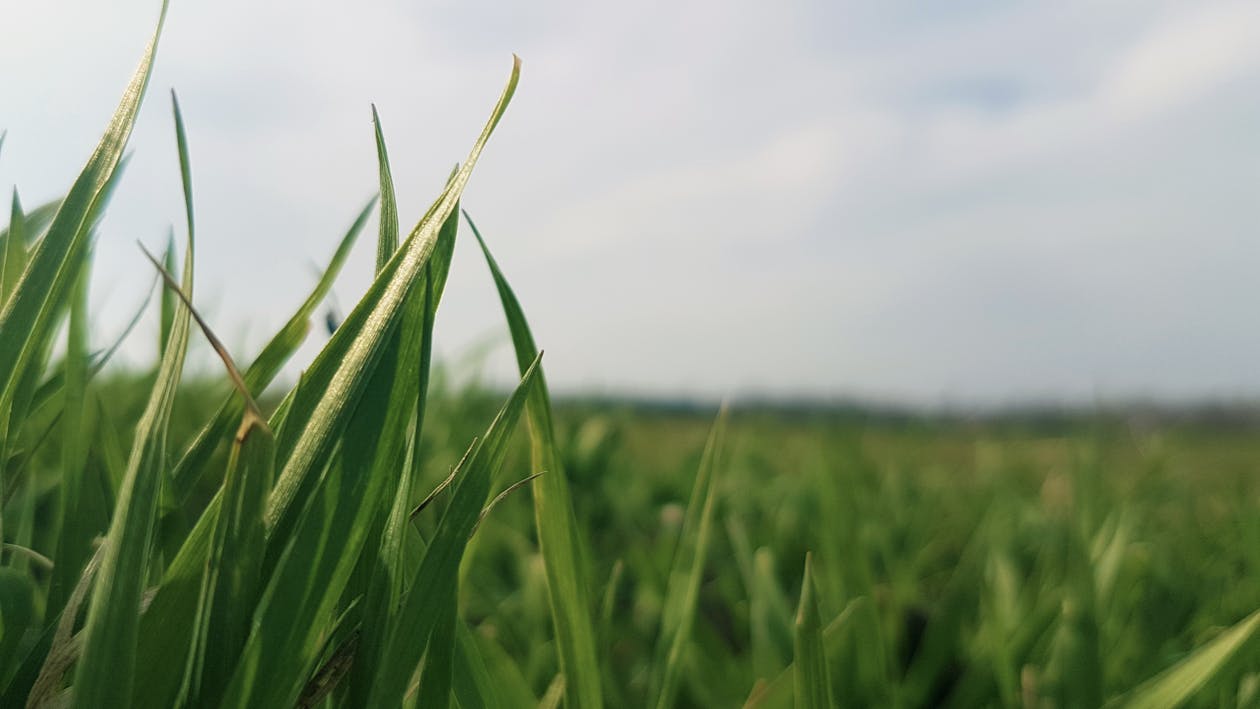 Free Shallow Focus Photography of Green Grass Field Stock Photo