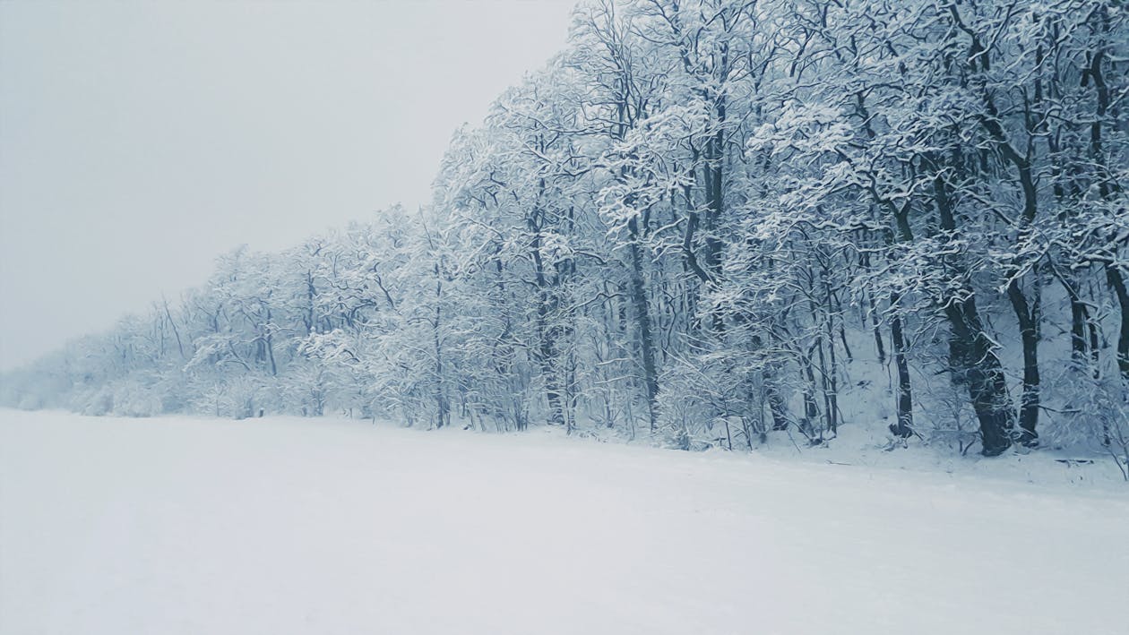 雪に覆われた木