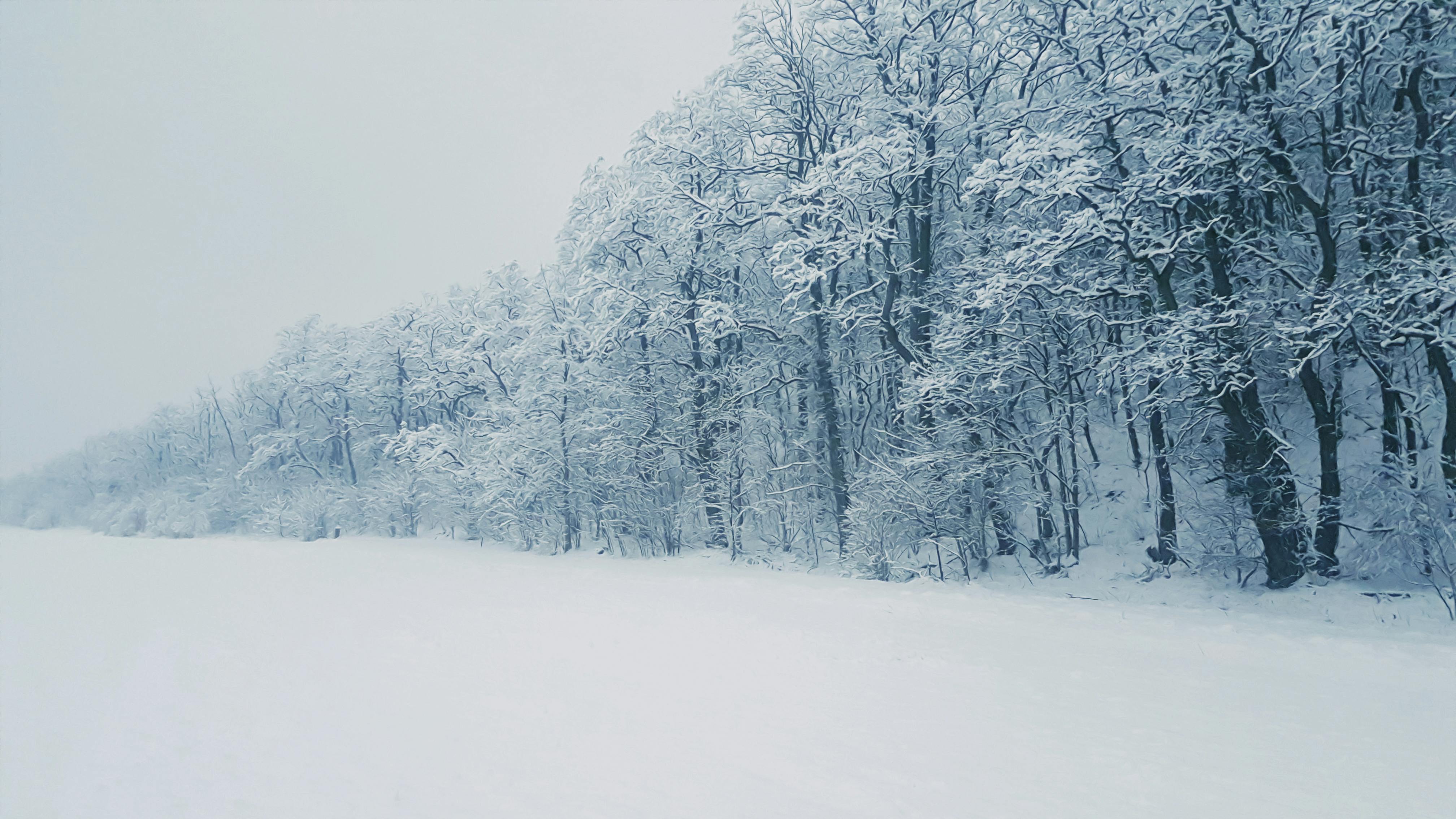 winter wonderland photography