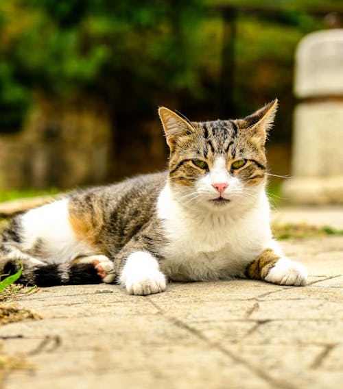 A Tabby Cat Lying on Pavement