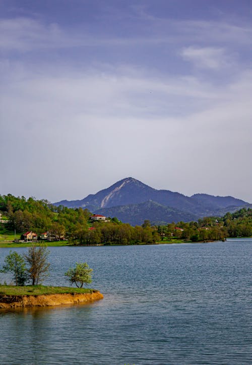 Green Trees Near Body of Water 