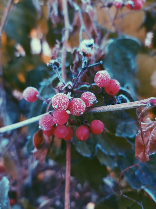 Frozen Berries of a Plant
