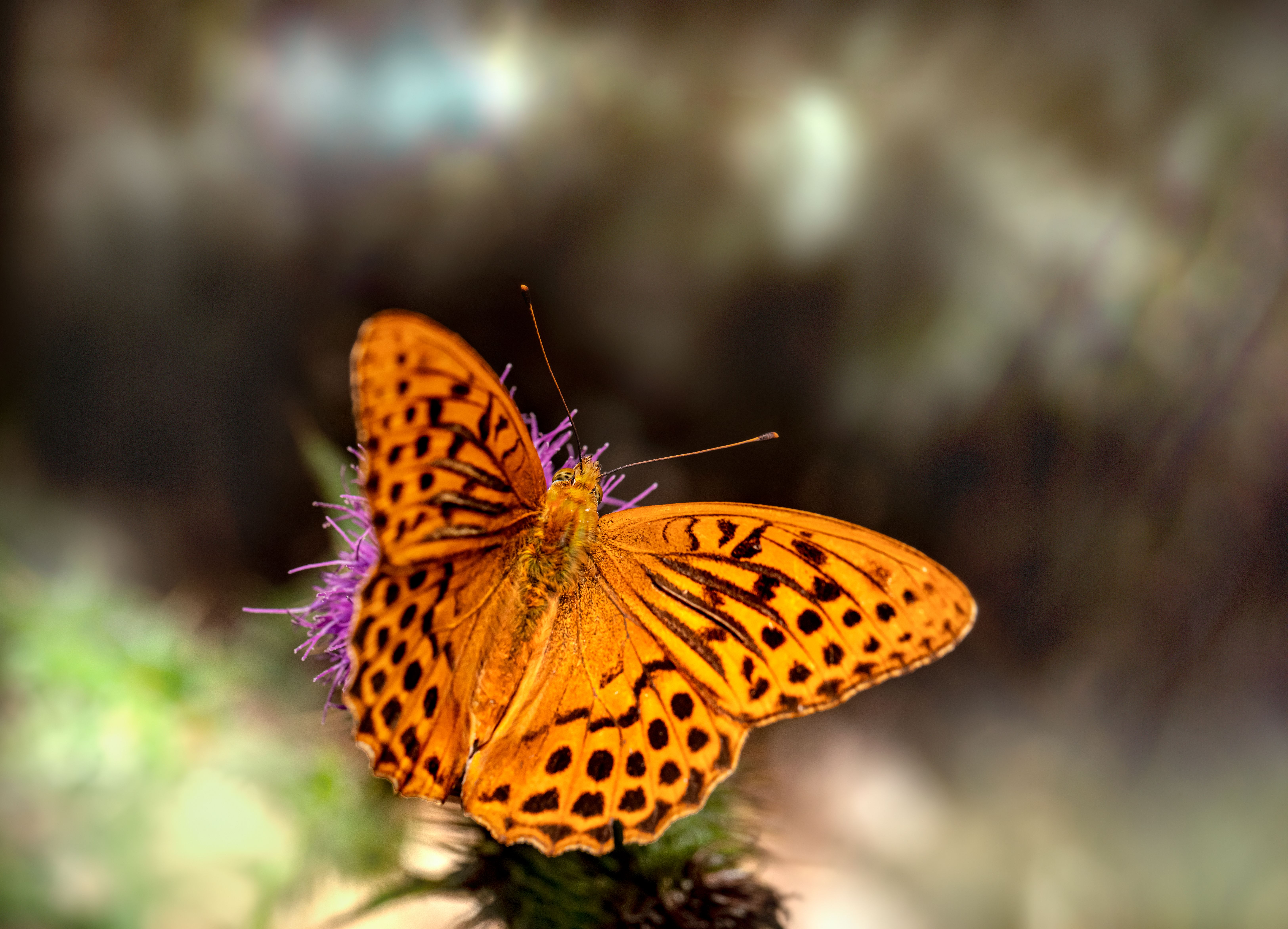 Butterfly in Close Up Photography · Free Stock Photo