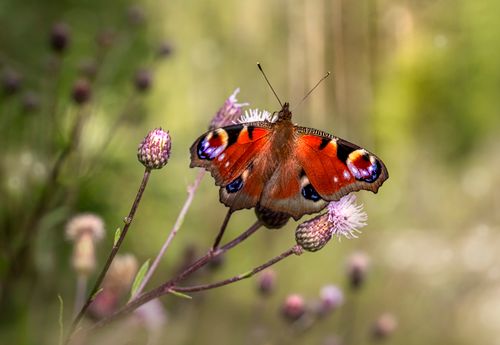 Free A colorful peacock butterfly perched on vibrant wildflowers. Close-up with selective focus. Stock Photo