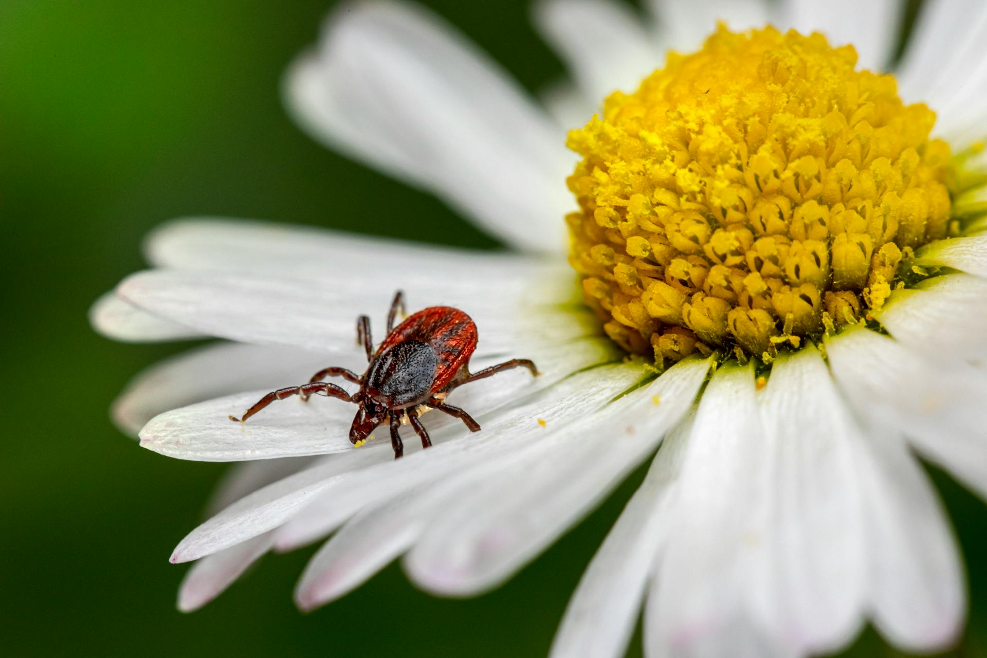 Close Up Photo of Tick on White Flower