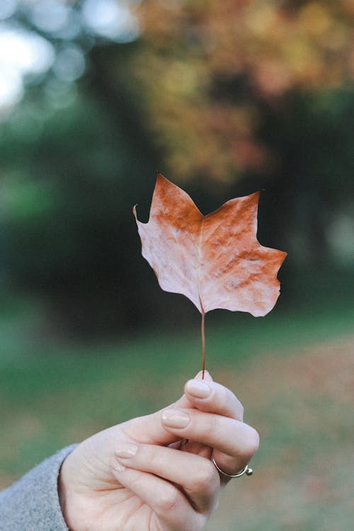 A Person Holding a Brown Maple Leaf