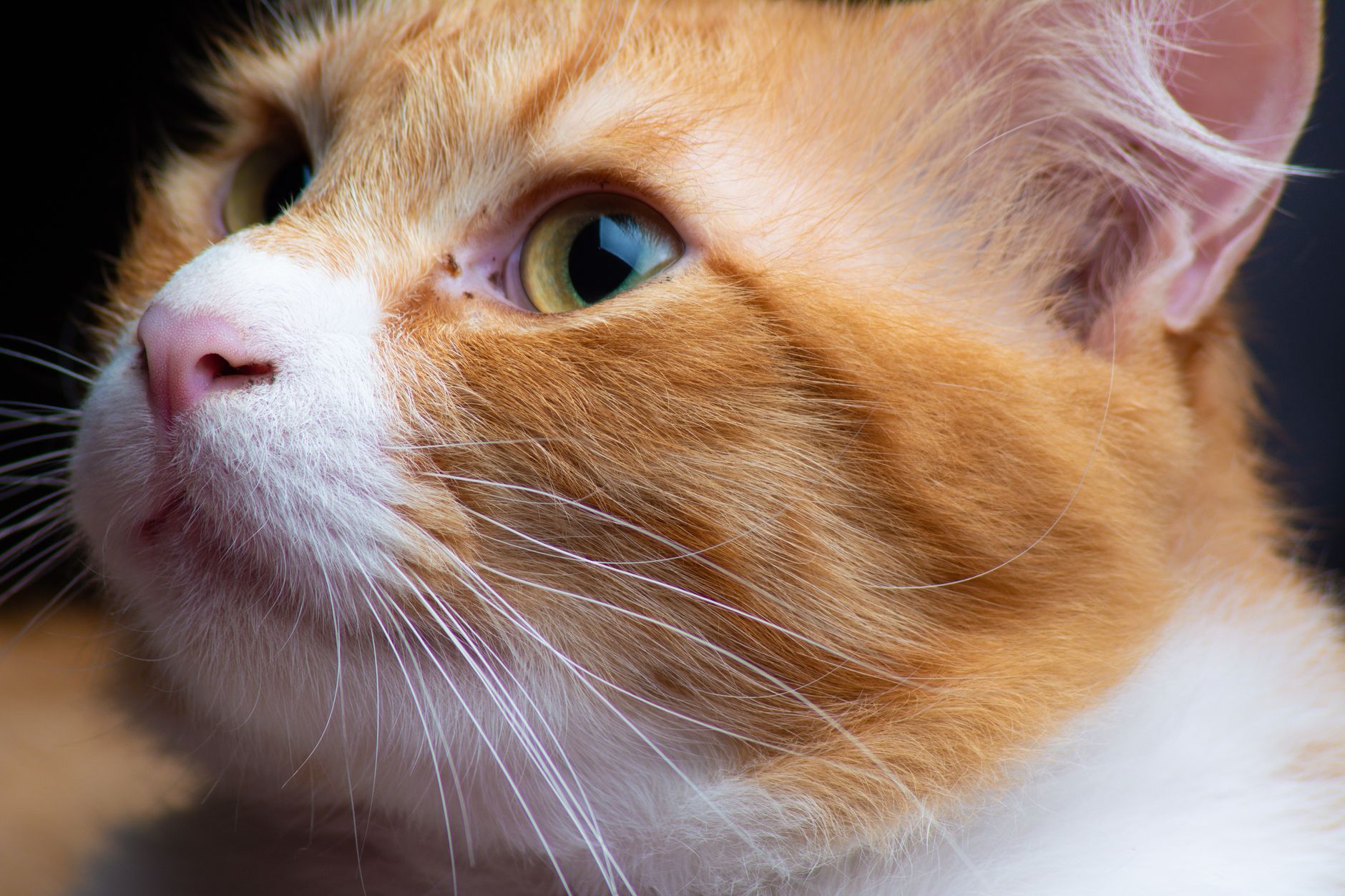 Veterinarian examining a cat during a checkup