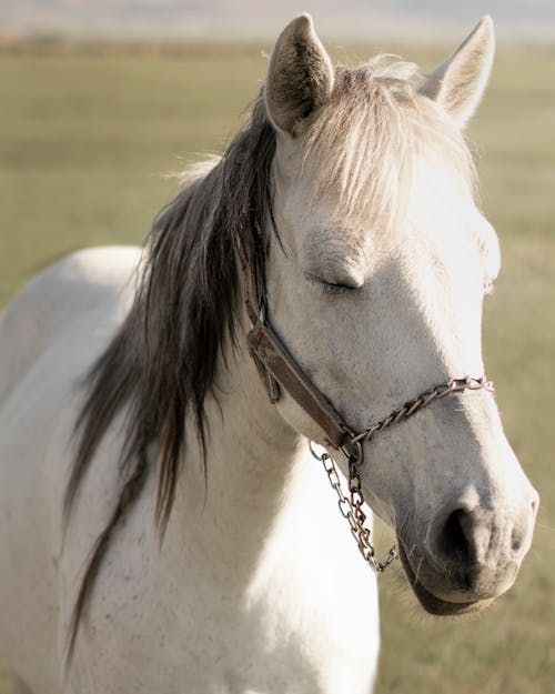 Free White Horse in Close Up Photography Stock Photo
