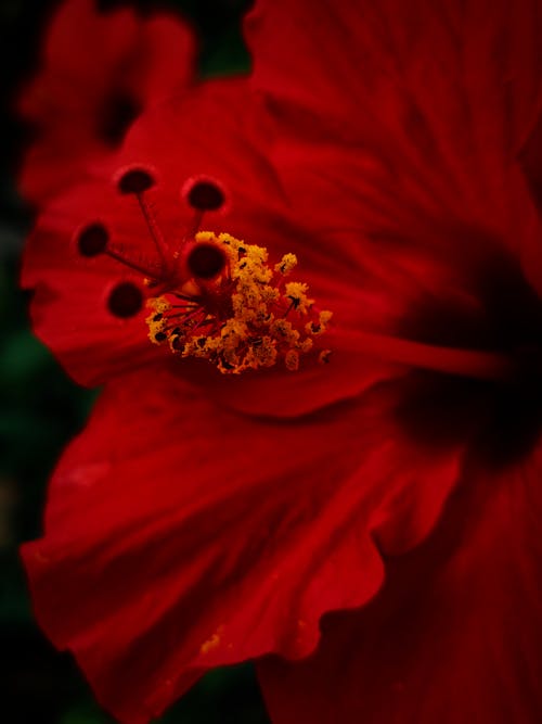 Free Red Flower in Close Up Photography Stock Photo