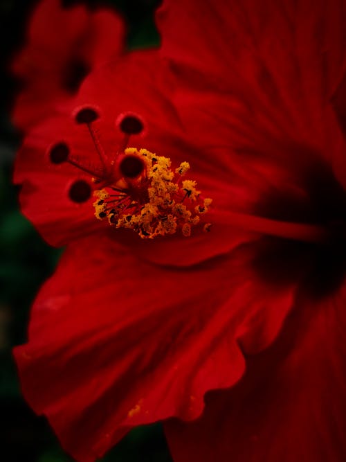 Red Flower in Close Up Photography