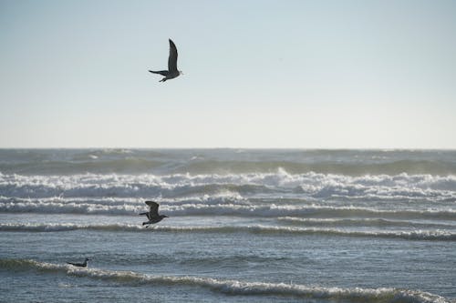 Free Birds Flying Over the Sea Stock Photo