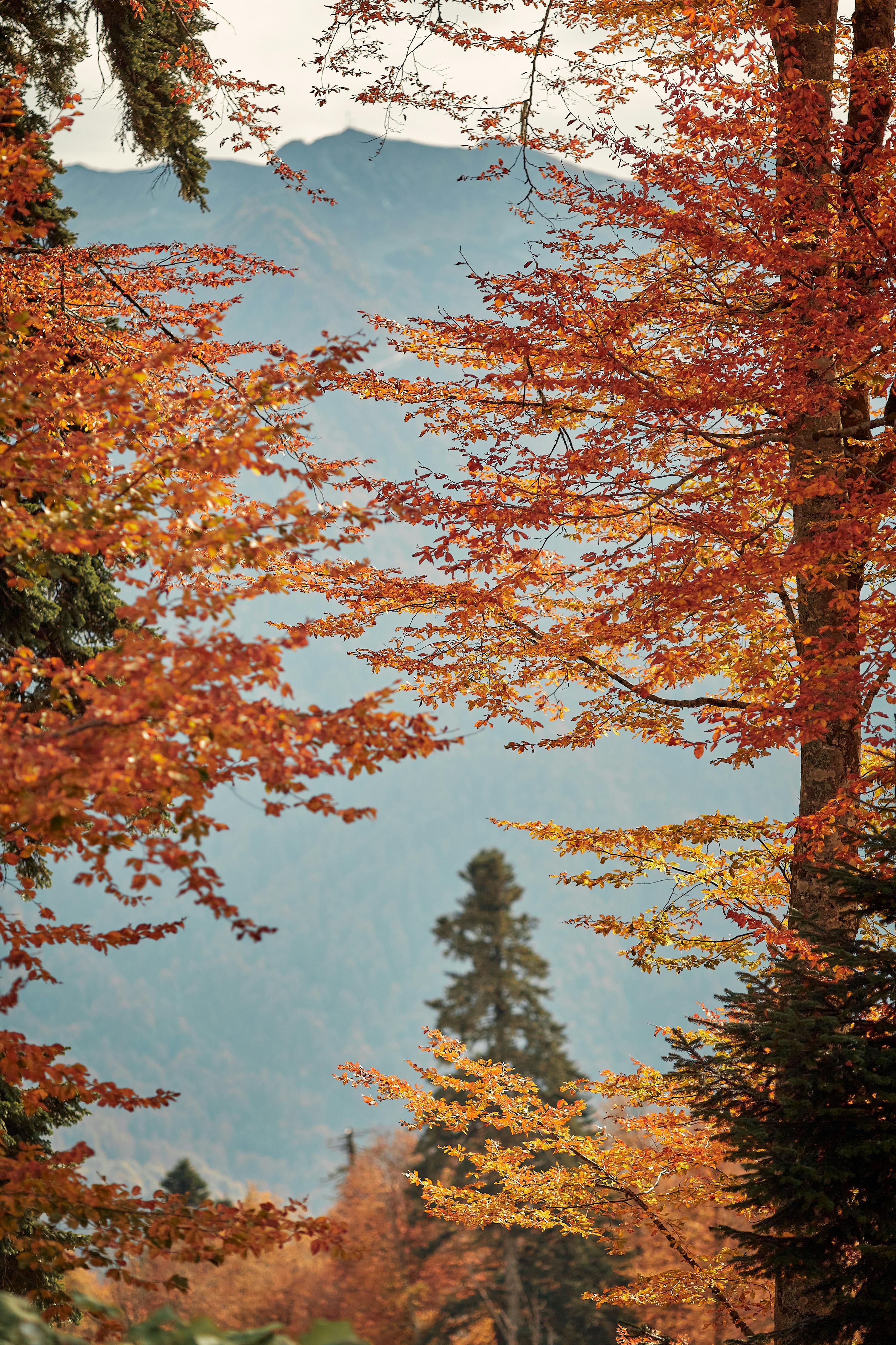 Captivating autumn scene with vibrant foliage and distant mountain view.