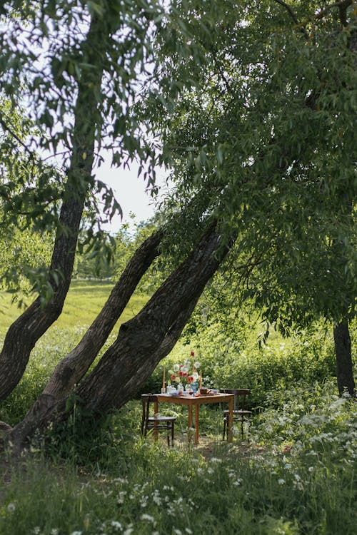 Foto d'estoc gratuïta de arbres, cadires, estiu