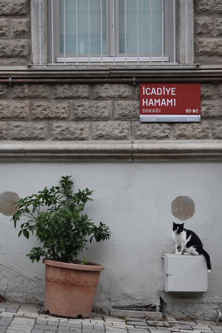 A Black And White Cat Sitting On A Box Mounted On A Wall