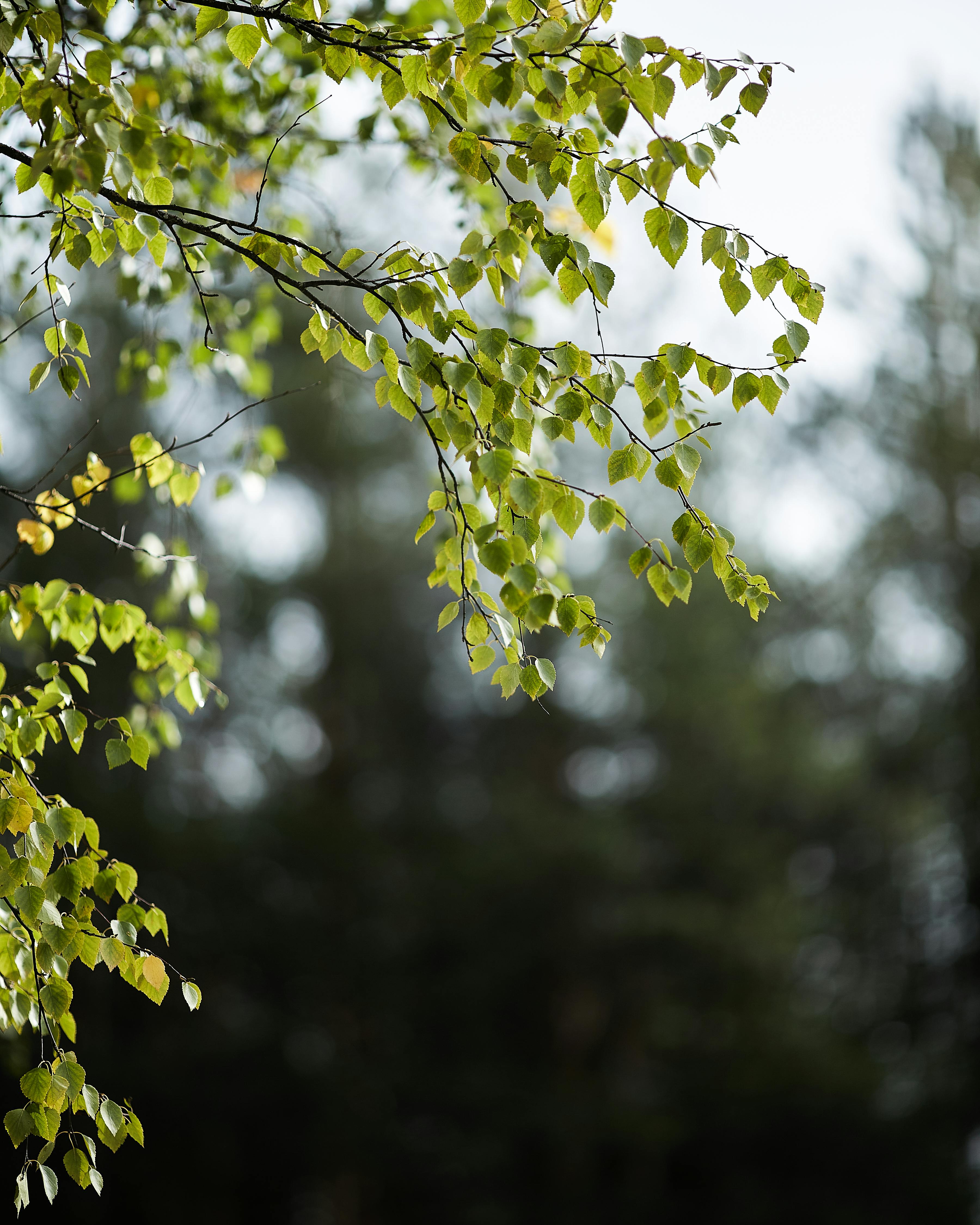 Close-up of green birch branches against a blurred forest background in Uhta, Russia.