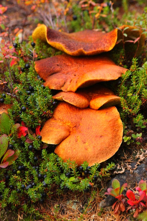 Brown Mushrooms on the round