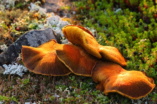 Close-up Shot of Suillus Cavipes on the Ground