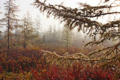 Red Plants and Brown Trees in the Foggy Woods