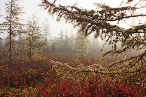 Free Serene foggy forest scene with mist-covered pine trees and vibrant autumn foliage. Stock Photo