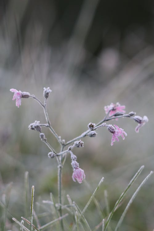 Foto profissional grátis de flores silvestres, fotografia de flores, glaceado