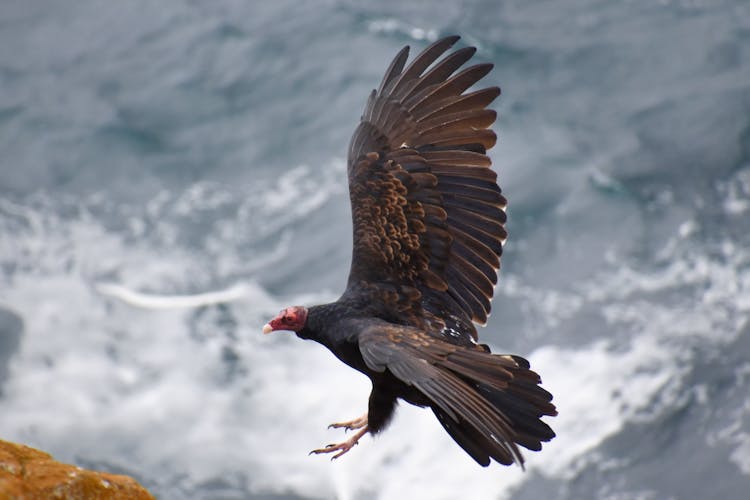 Vulture In Flight