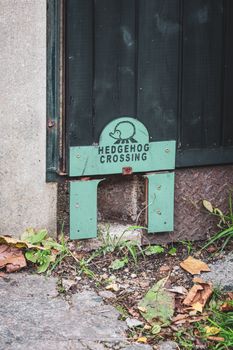 hedgehog photo
