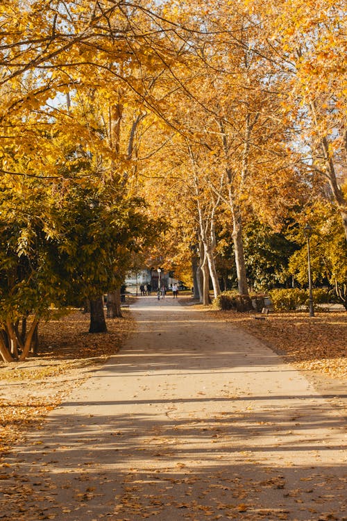 Fotos de stock gratuitas de amarillo, ambiente, árbol