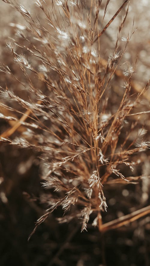 Close-up of Dry Reeds