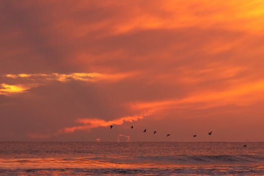 Stunning sunset over the ocean with birds silhouetted against a vibrant sky.