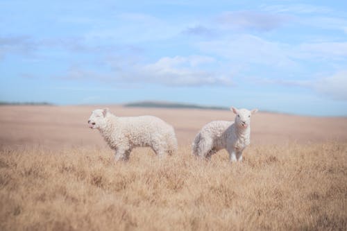 Photograph of Two White Lambs