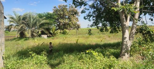 Free stock photo of grass, grassland, green Stock Photo