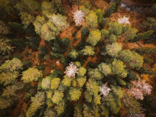 Directly Above Shot of Autumn Forest