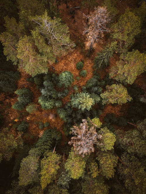 Fotos de stock gratuitas de arboles, bosque, foto con dron