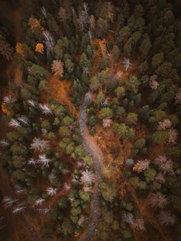 A stunning aerial shot showcasing a winding stream through a lush autumn forest.
