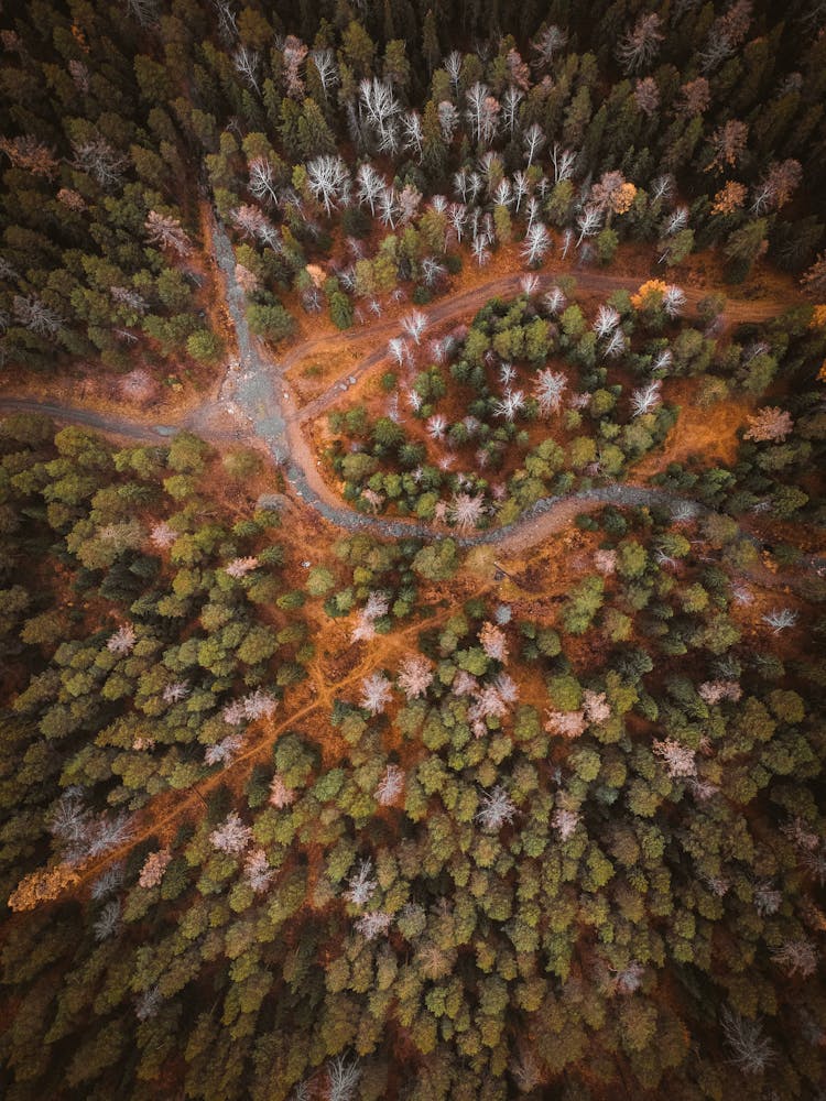 Aerial View Of Trails In Forest