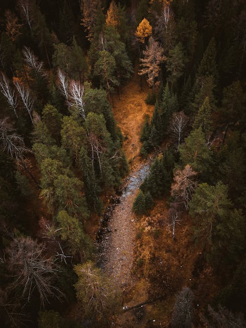 Foto stok gratis fotografi udara, hutan, jalan kecil