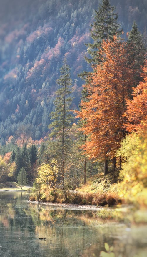 Photos gratuites de arbres, campagne, eau